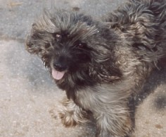 Muffel