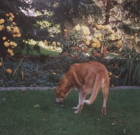 Walli im Garten